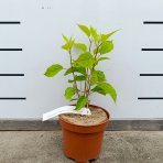 Hortenzia stromčekovitá (Hydrangea arborescens) ´CANDYBELLE® MARSMALLOW´ - výška 30-50 cm, kont. C2L